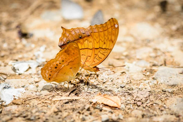 Many pieridae butterflies gathering water on floor — Stock Photo, Image