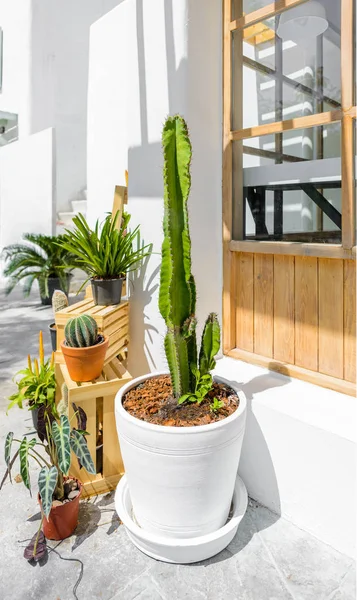 Cactus, suculentas en maceta de plástico negro — Foto de Stock