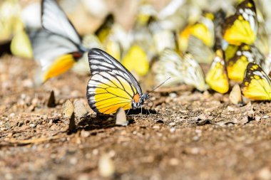 katta su toplama birçok pieridae kelebekler