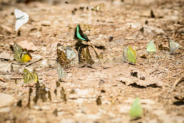 Muchas mariposas pieridae recogiendo agua en el suelo — Foto de Stock