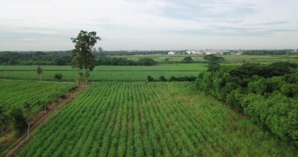 Vista aérea de la caña de azúcar o la agricultura en la Tailandia rural — Vídeos de Stock