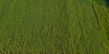 Şeker kamışı veya tarımda kırsal Ban Pong, Ratchaburi, Tayland