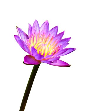 Güzel nilüfer veya lotus çiçeği üzerinde beyaz backgr izole