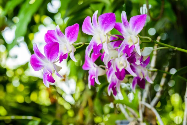 Flor de orquídea en jardín tropical. —  Fotos de Stock