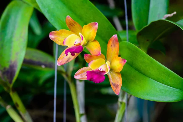 Flor de orquídea Yellwo no jardim tropical . — Fotografia de Stock