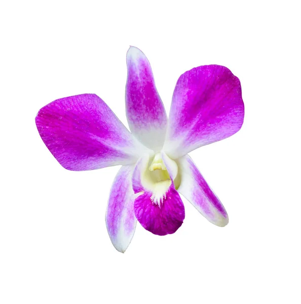 Orchidee Blume isoliert auf weißem Hintergrund — Stockfoto