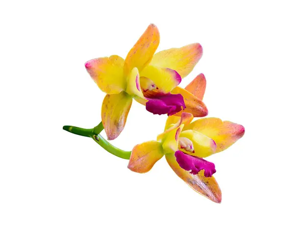 Yellwo orchidee bloem in tropische tuin. — Stockfoto