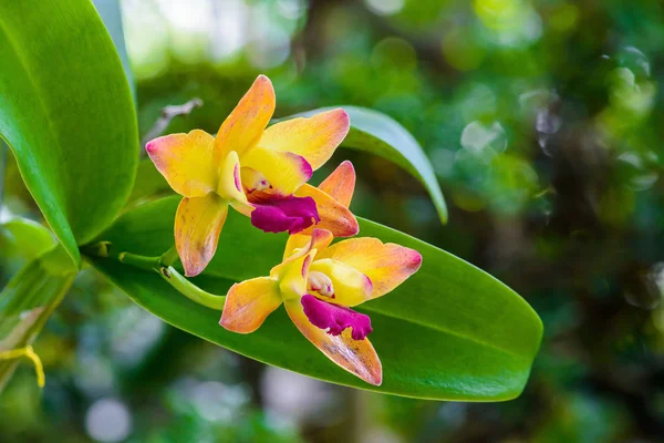 Yellwo Orchid flower in tropical garden. — Stock Photo, Image