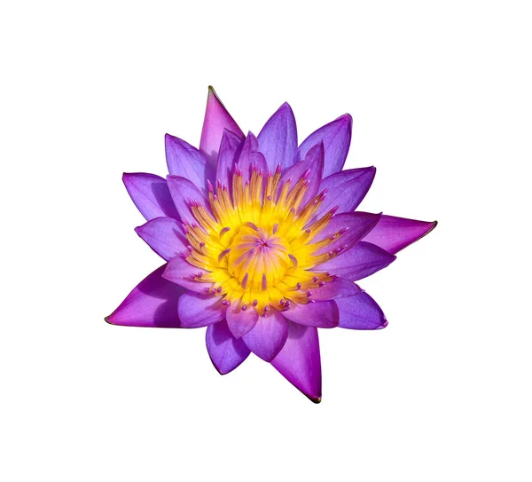 De mooie waterlily of lotus bloem — Stockfoto