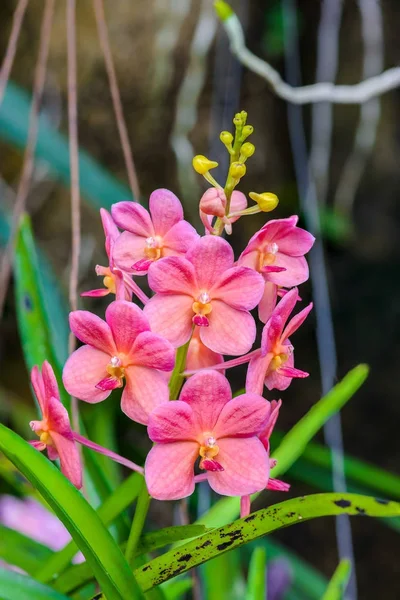 Orchid flower in tropical garden. — Stock Photo, Image