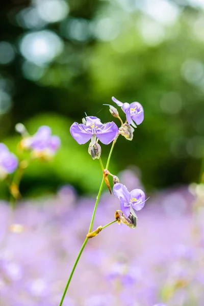 Crested serpent flower field — Stock Photo, Image