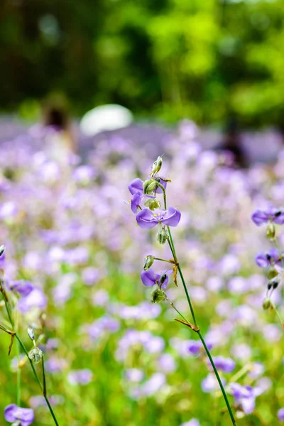 Crested serpent flower field — Stock Photo, Image