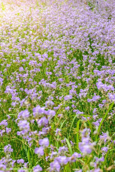 Crested serpent flower field — Stock Photo, Image