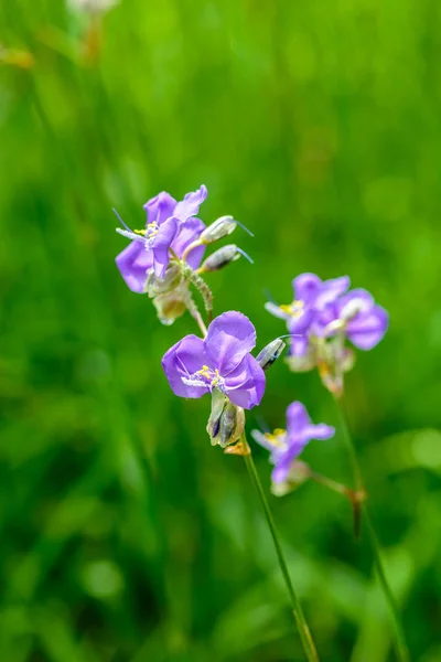 Crested serpent flower field — Stock Photo, Image