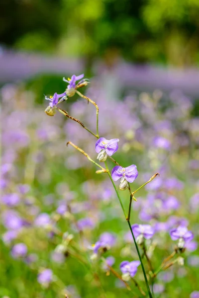 뱀 꽃밭 볏 — 스톡 사진