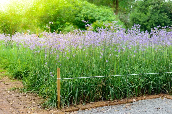 Tepeli yılan çiçek alanının yolu — Stok fotoğraf