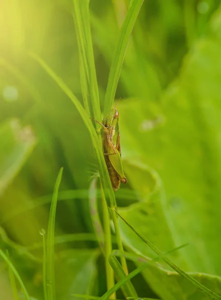 Grasshopper on the leaf of grass close up in the field — Stock Photo, Image