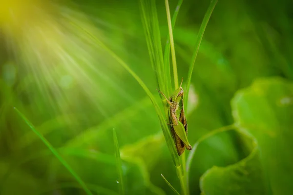 Grasshopper on the leaf of grass close up in the field — Stock Photo, Image