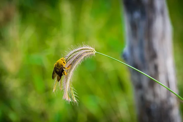 Bumble cattura ape su erba fiori — Foto Stock