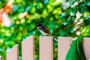 Ahşap çit üzerinde Magpie ayakta sakin
