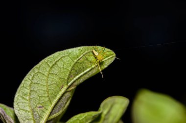 Makro örümcek seçin odak, sarı kafa örümcek, örümcek bir yapraklarda