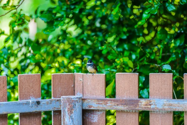 Ahşap çit üzerinde Magpie ayakta sakin