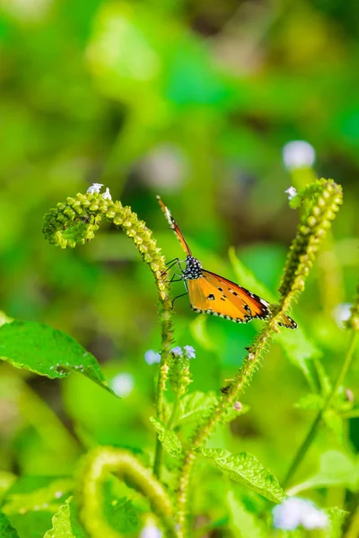 Les papillons mangent — Photo