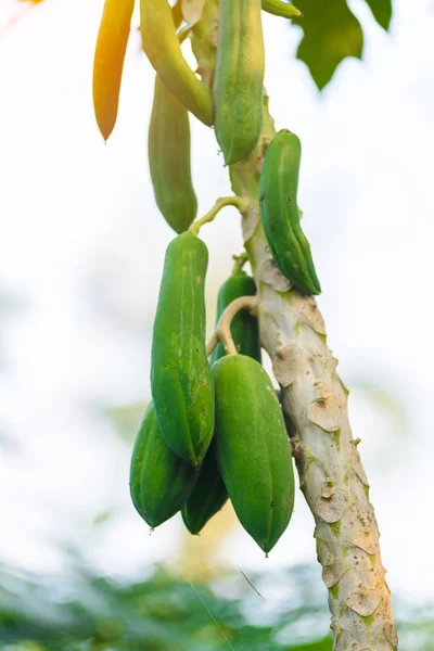 Green papaya on papaya tree — Stock Photo, Image