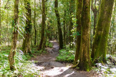 Ormanda lider Kew Mae Pan Trekking doğa iz iz 