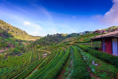 Çay Ekim 2000, Doi Ang Khang manzara