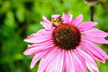 Coneflower (Echinacea purpurea) attra için popüler bir bitki mor