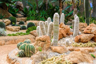 Grup serada büyüyen çakıl birçok kaktüs türlerinin