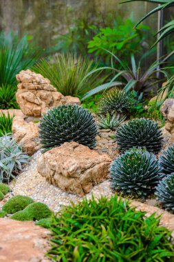 Grup serada büyüyen çakıl birçok kaktüs türlerinin