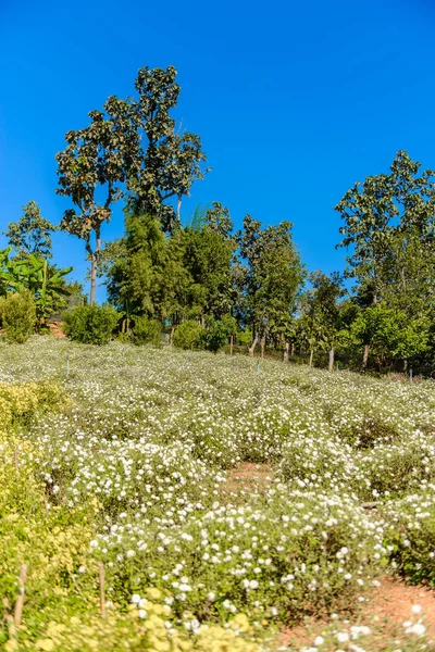 Chrysanthemum cultivation to produce water with chrysanthemum te