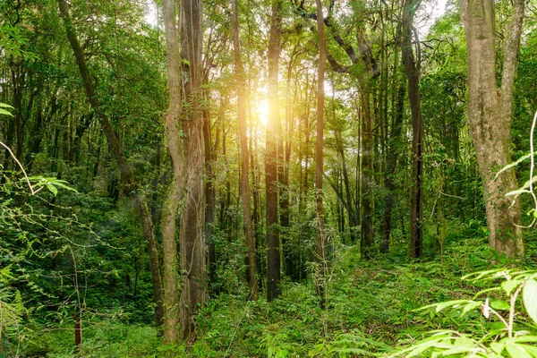 Kew Mae Pan naturstig Trekking trail som leder genom djungeln — Stockfoto