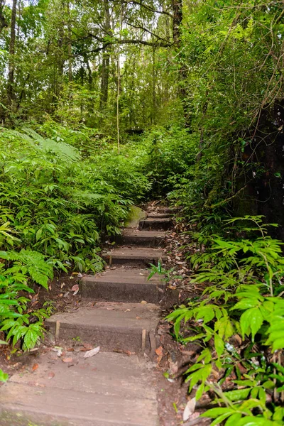 ジャングルの中をリード キュー メイ パン自然歩道トレッキング トレイル — ストック写真
