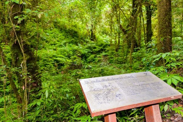 Kew Mae Pan Nature Trail Sentier de randonnée dans la jungle — Photo