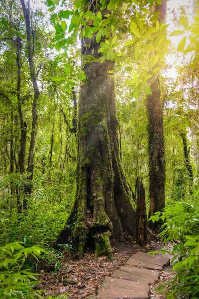 Kew mae pan naturlehrpfad trekking trail, der durch dschungel führt — Stockfoto