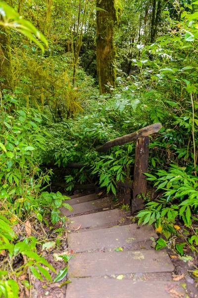 Kew Mae Pan Nature Trail Trekking trail leading through jungle — Stock Photo, Image