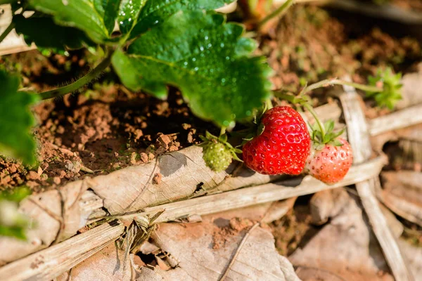 Rangées de fraises dans une ferme de fraises — Photo