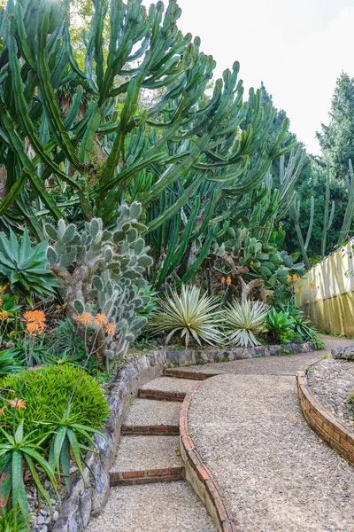 Kaktüs türlerin bahçede grup