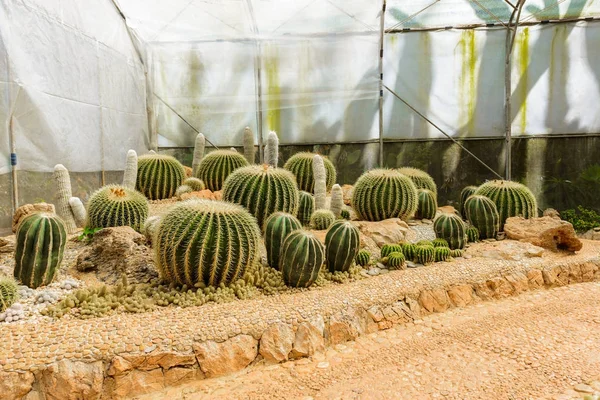 Grupp av många kaktus arter på grus odling i växthus — Stockfoto
