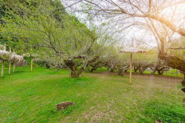 Royal tarım istasyonu Angkhang, Japon kayısı ağaçları t