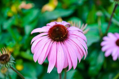 Coneflower (Echinacea purpurea) attra için popüler bir bitki mor