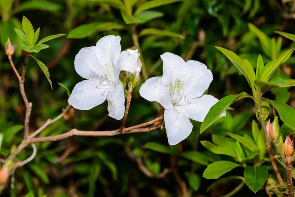 Fehér azalea virágok — Stock Fotó