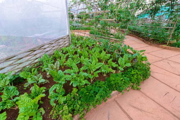 Horta Herbs, e legumes no jardim formal quintal — Fotografia de Stock