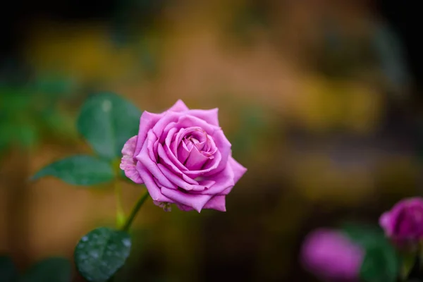 Roos met knoppen in een romantische bloementuin. — Stockfoto