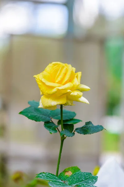 Rosa com botões em um jardim de flores romântico . — Fotografia de Stock