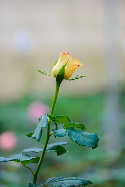 Rose mit Knospen in einem romantischen Blumengarten. — Stockfoto