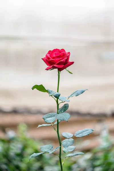 Rose mit Knospen in einem romantischen Blumengarten. — Stockfoto
